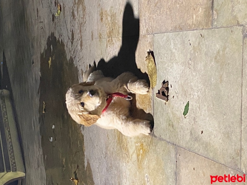 Golden Retriever, Köpek  Zeyna fotoğrafı