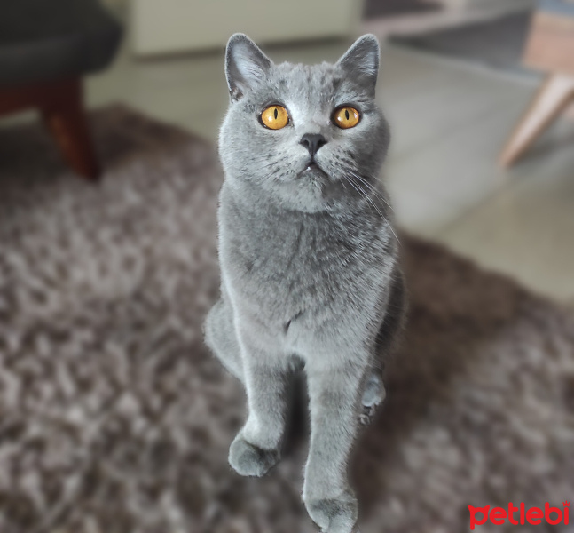 British Shorthair, Kedi  Gönül fotoğrafı