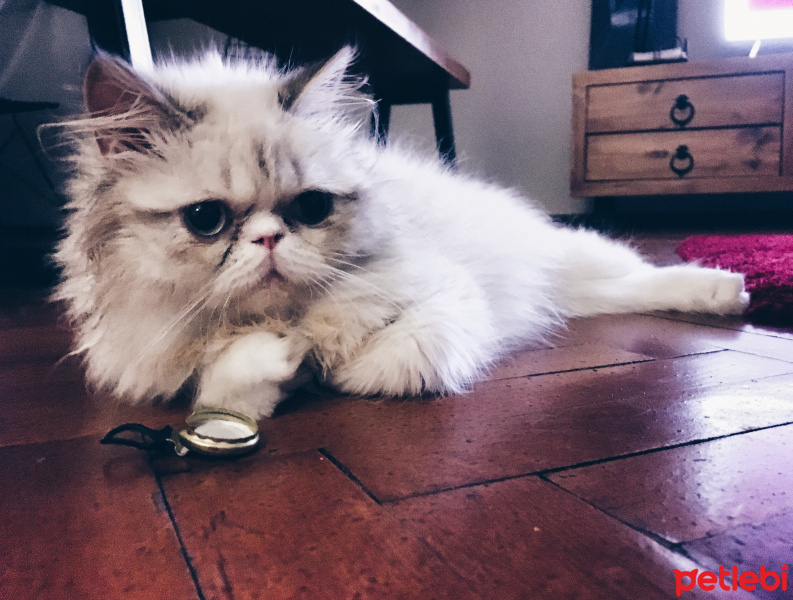Himalayan, Kedi  Jose fotoğrafı