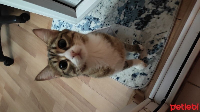 Tekir Kedi, Kedi  Mia fotoğrafı