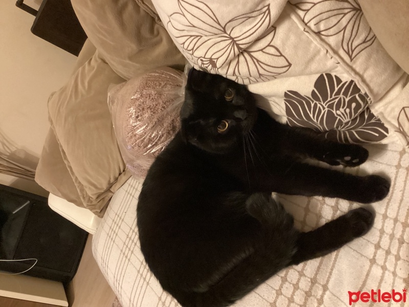 Scottish Fold, Kedi  Çiko fotoğrafı