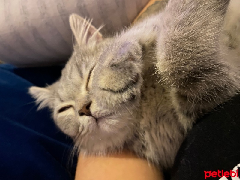 British Longhair, Kedi  Çakıl fotoğrafı