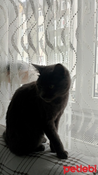 Mavi Rus, Kedi  Şubat fotoğrafı