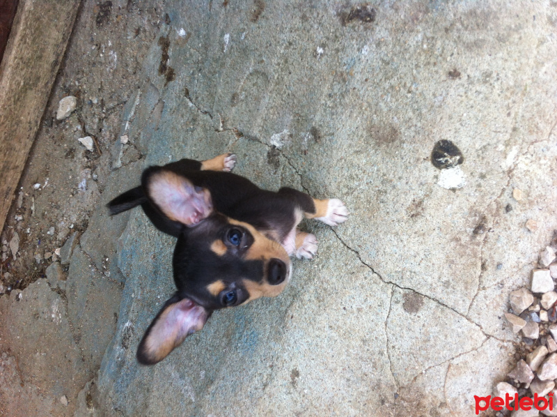 Chihuahua, Köpek  Yok  fotoğrafı