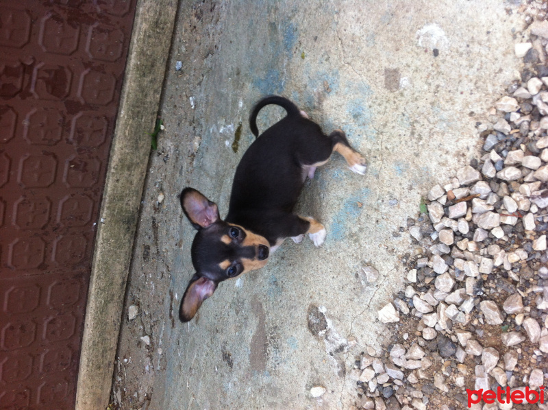 Chihuahua, Köpek  Yok  fotoğrafı