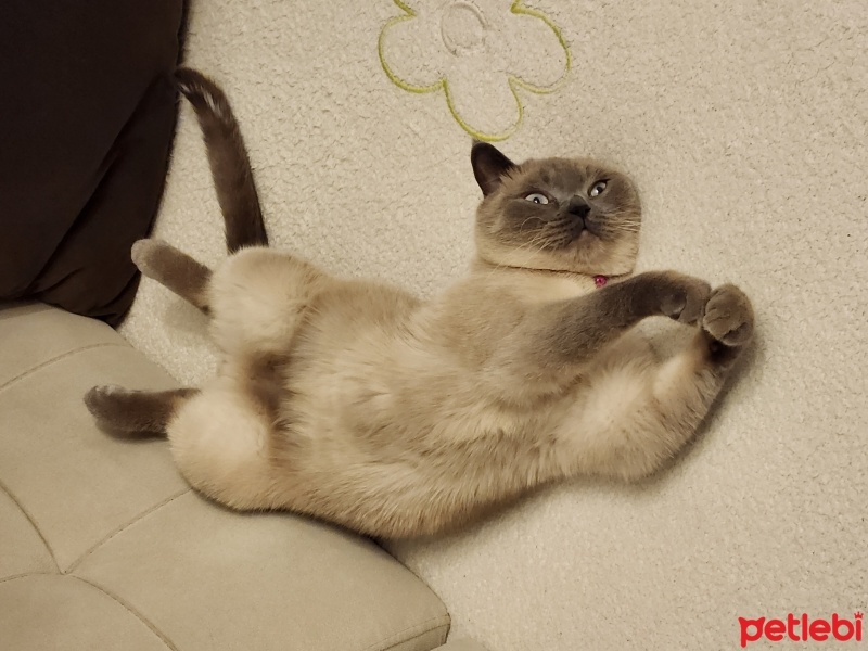 British Longhair, Kedi  Çakıl fotoğrafı
