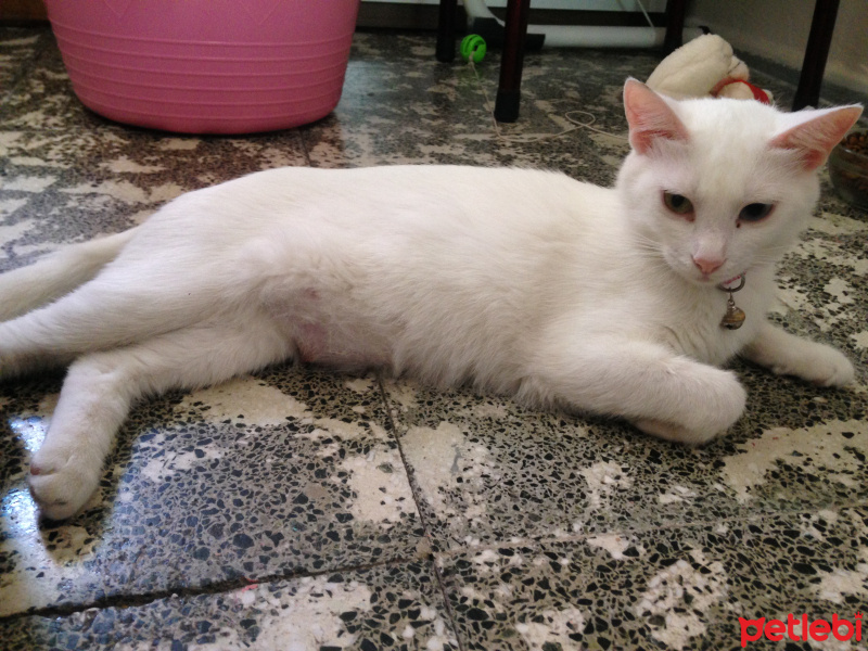 Van Kedisi, Kedi  Dolunay fotoğrafı