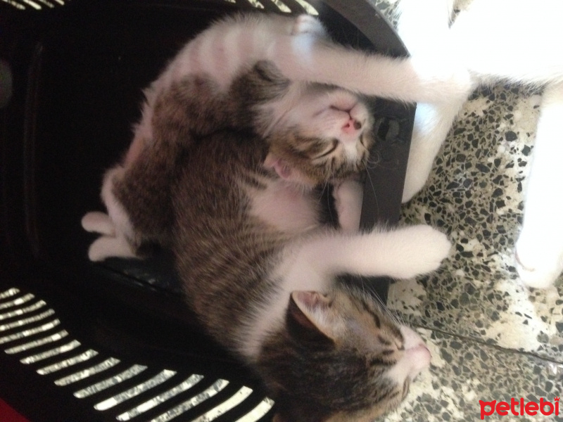 Van Kedisi, Kedi  Dolunay fotoğrafı