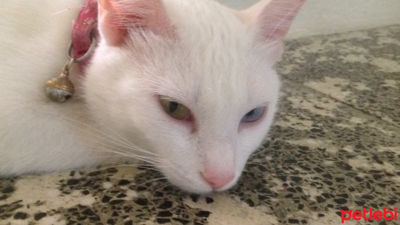 Van Kedisi, Kedi  Dolunay fotoğrafı