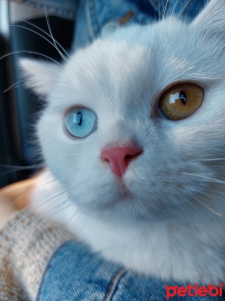 British Shorthair, Kedi  tütsü fotoğrafı