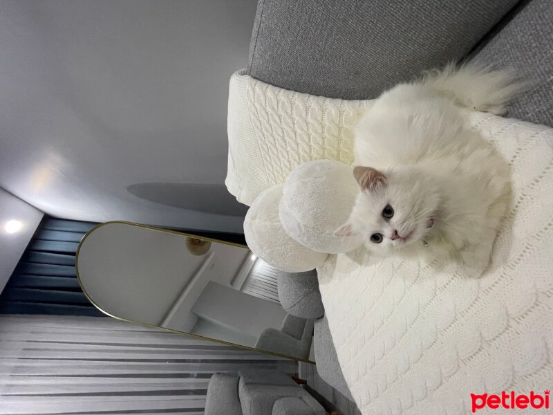 British Longhair, Kedi  Vera fotoğrafı