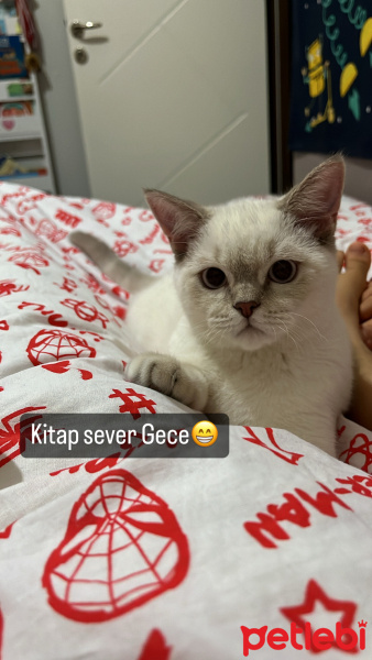 British Shorthair, Kedi  Gece fotoğrafı