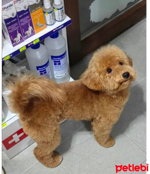Poodle (Minyatür Kaniş), Köpek  Tokyo fotoğrafı