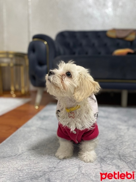 Maltese, Köpek  Cookie fotoğrafı