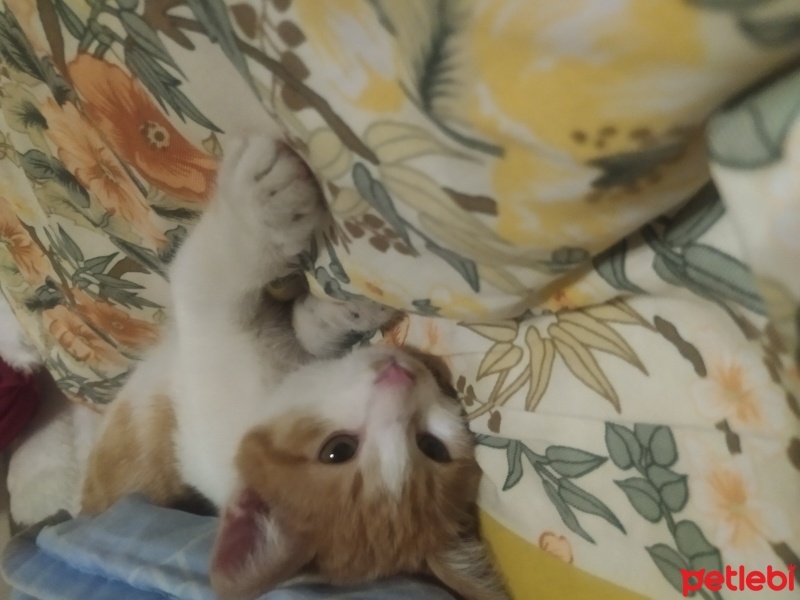 Sarman, Kedi  Mia fotoğrafı