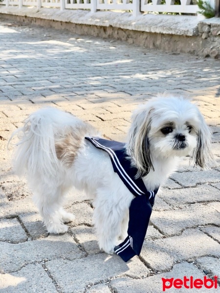Shih Tzu, Köpek  Poni.Pum fotoğrafı