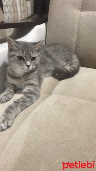 British Longhair, Kedi  Duman fotoğrafı