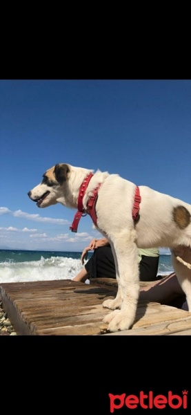 St. Bernard (Saint Bernard), Köpek  ARYON fotoğrafı