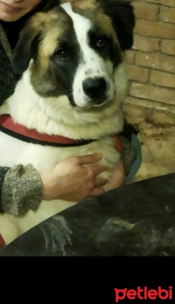 St. Bernard (Saint Bernard), Köpek  ARYON fotoğrafı