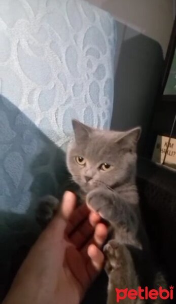 British Shorthair, Kedi  Pişo fotoğrafı