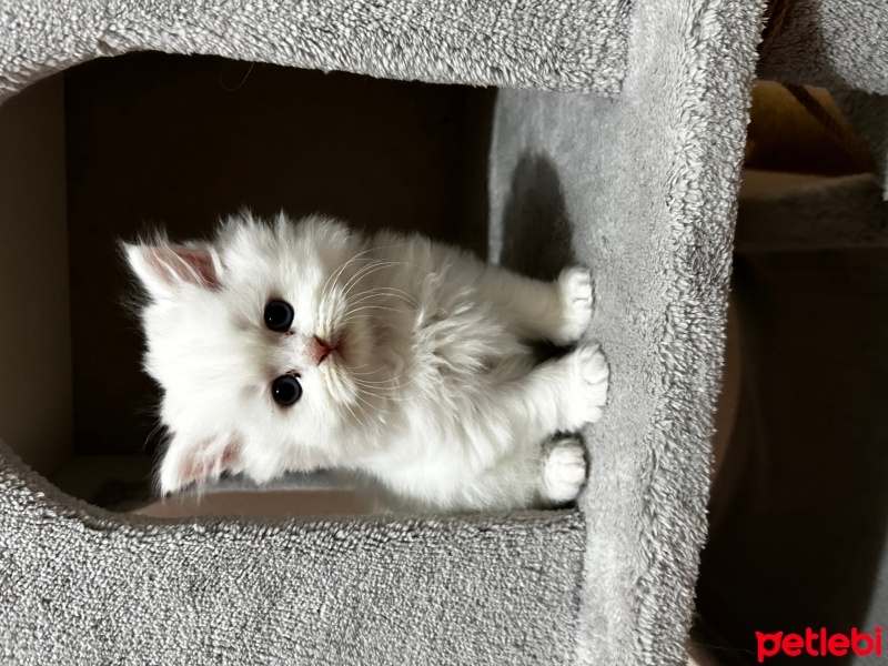 Scottish Fold, Kedi  Scotish fold detaylı bilgi için iletişime geçiniz fotoğrafı