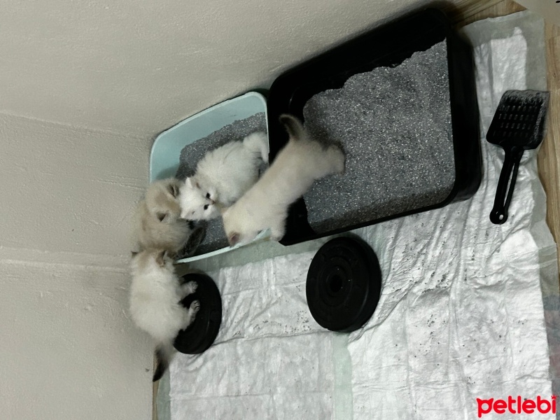 Scottish Fold, Kedi  Scotish fold detaylı bilgi için iletişime geçiniz fotoğrafı