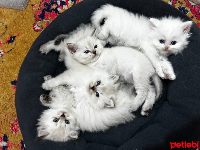 Scottish Fold, Kedi  Scotish fold detaylı bilgi için iletişime geçiniz fotoğrafı
