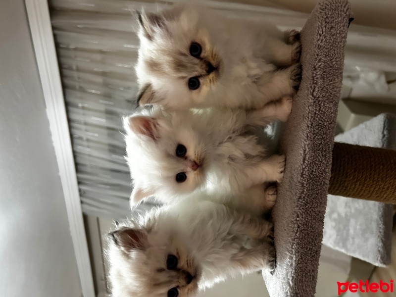 Scottish Fold, Kedi  Scotish fold detaylı bilgi için iletişime geçiniz fotoğrafı