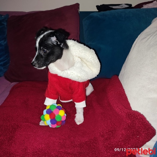 Jack Russell Terrier, Köpek  Sida fotoğrafı