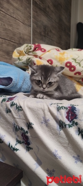 British Shorthair, Kedi  Pamuk fotoğrafı