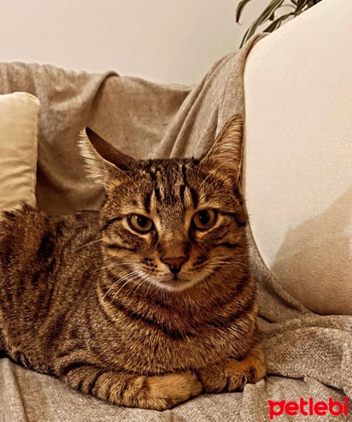 Tekir Kedi, Kedi  Mırmır fotoğrafı