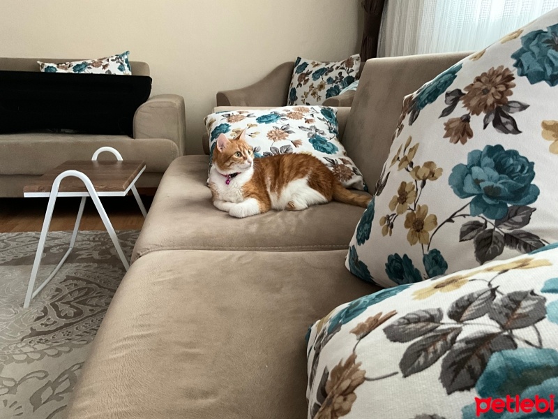 Sarman, Kedi  Suki fotoğrafı