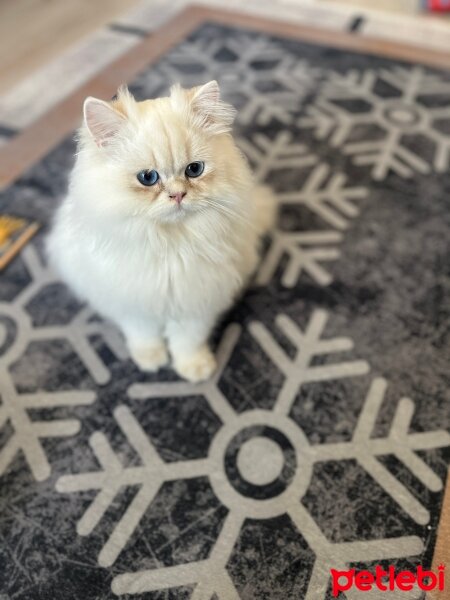 Exotic Shorthair, Kedi  lara fotoğrafı