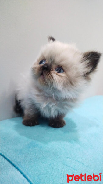 Exotic Shorthair, Kedi  lara fotoğrafı