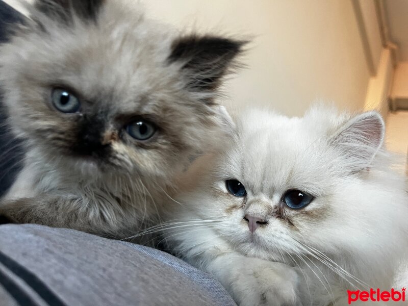 Exotic Shorthair, Kedi  lara fotoğrafı