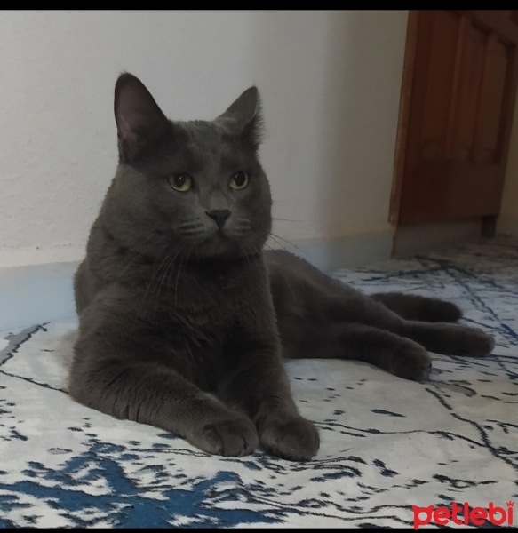 British Shorthair, Kedi  Duman fotoğrafı