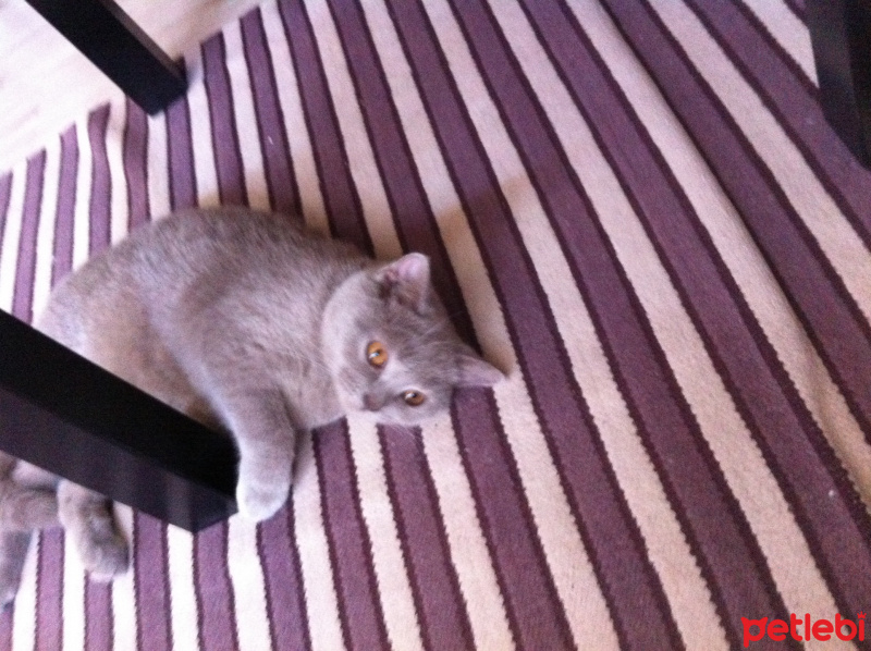 British Shorthair, Kedi  Maya fotoğrafı