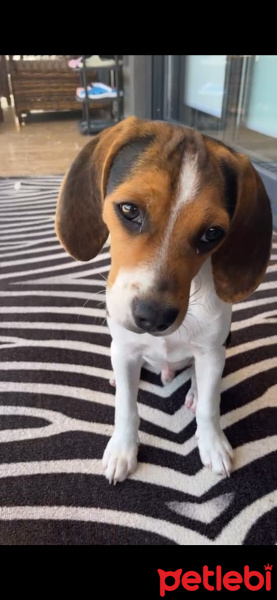 Beagle, Köpek  Locky fotoğrafı