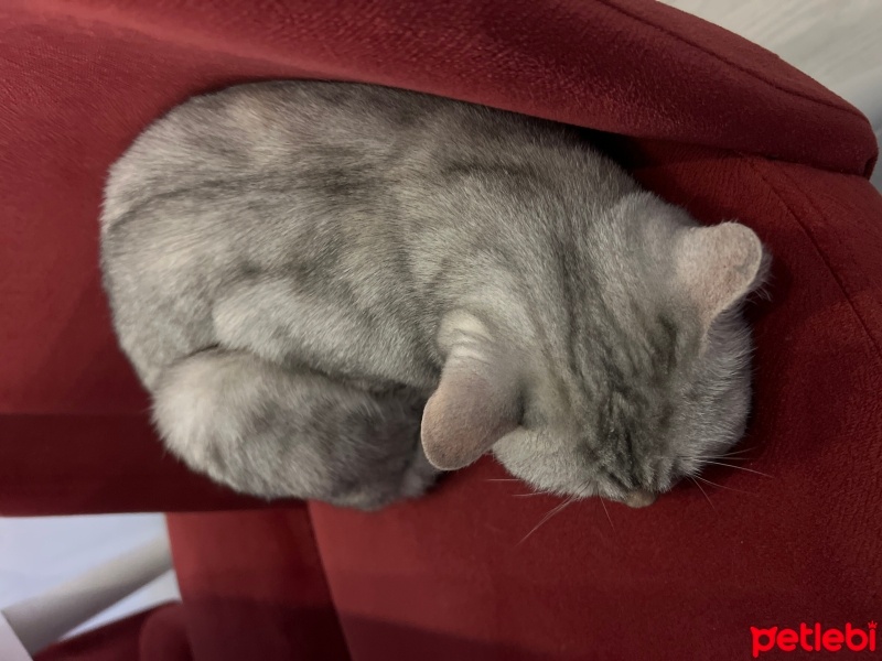 British Shorthair, Kedi  Alice fotoğrafı