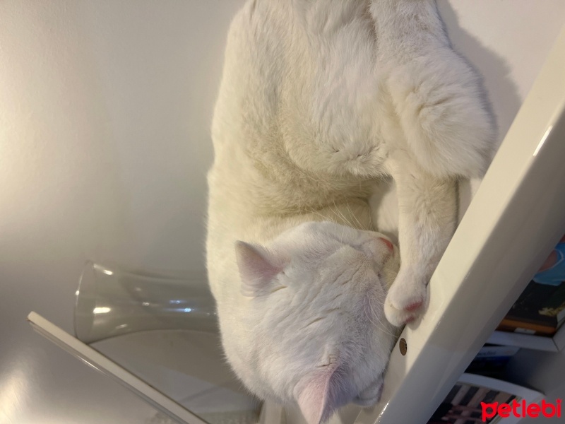 British Shorthair, Kedi  Bulut fotoğrafı