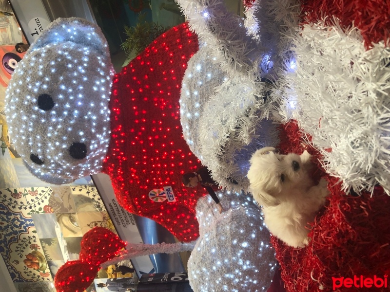 Maltese, Köpek  Çilek fotoğrafı