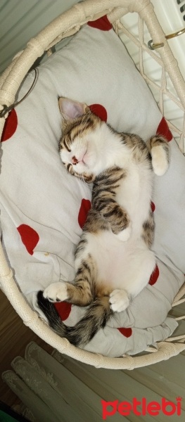 Tekir Kedi, Kedi  Miyavsu fotoğrafı