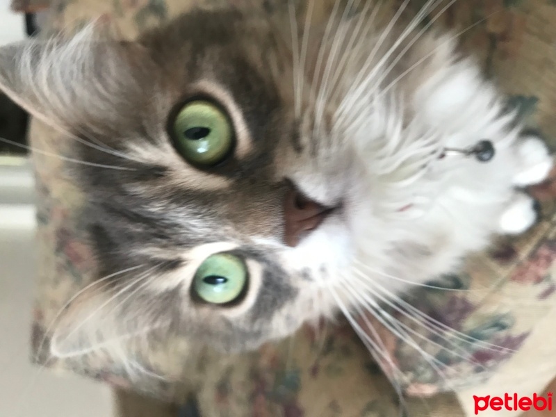 Norwegian Forest, Kedi  Mia fotoğrafı