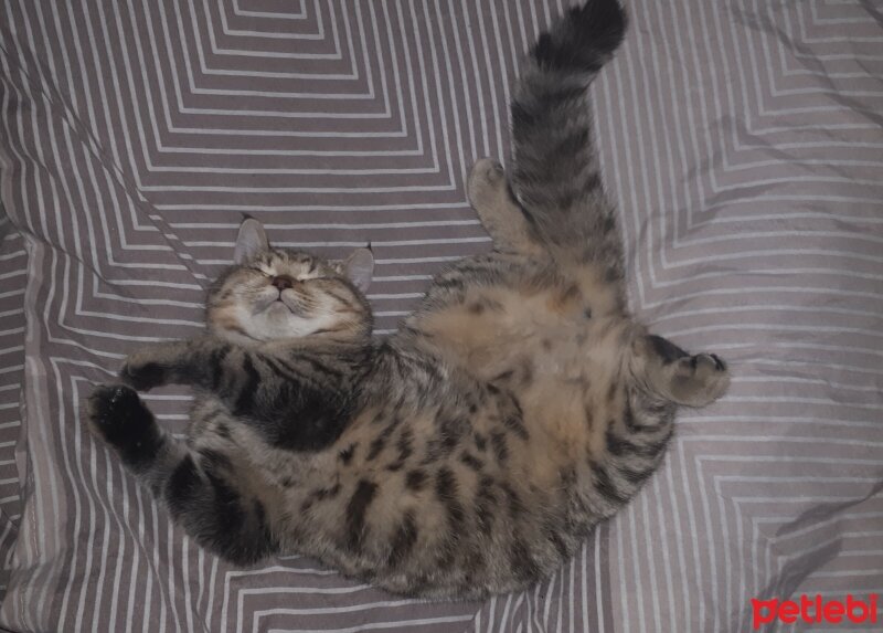 British Shorthair, Kedi  Nalân fotoğrafı