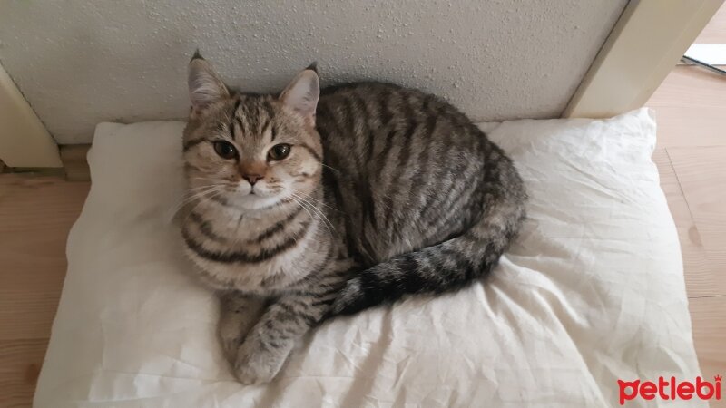 British Shorthair, Kedi  Nalân fotoğrafı