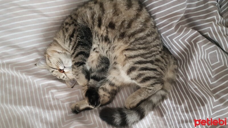 British Shorthair, Kedi  Nalân fotoğrafı