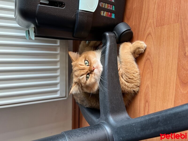 British Shorthair, Kedi  Ragnar fotoğrafı