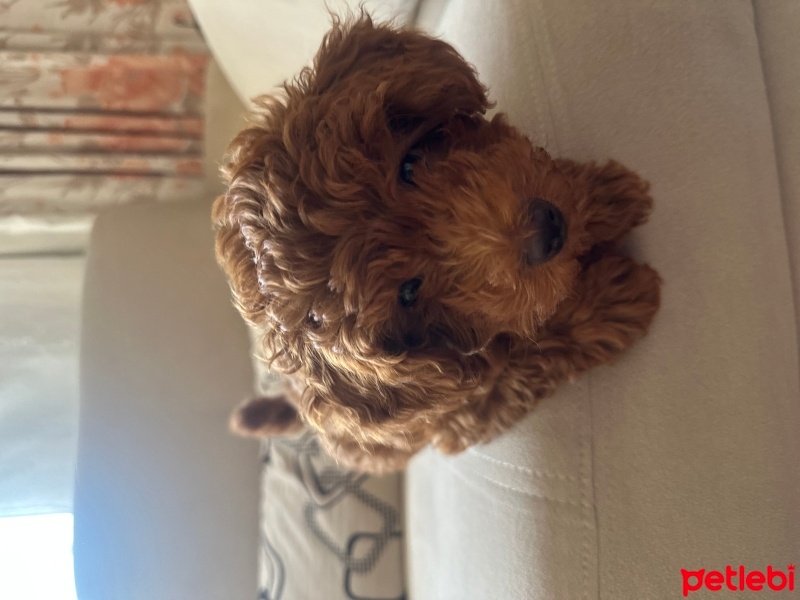 Poodle (Minyatür Kaniş), Köpek  LEO fotoğrafı