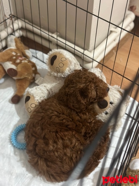 Poodle (Minyatür Kaniş), Köpek  LEO fotoğrafı