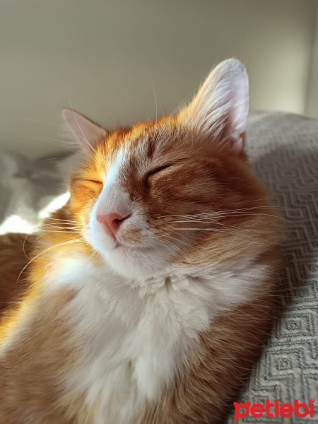 Sarman, Kedi  Tarçın fotoğrafı